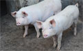 炎杉豬飼料